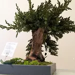 Bed & Breakfast Bonsai 3*